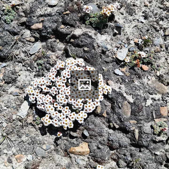 Cluster of white flowers with orange centers