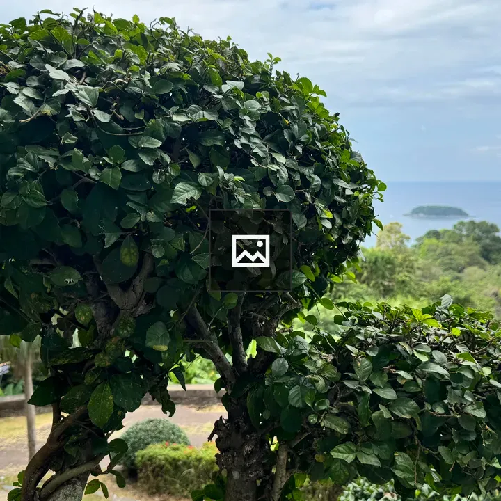 Topiary on hillside with bay view