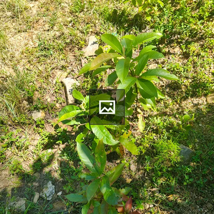 Cluster of young plants