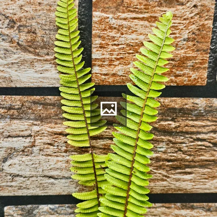 Two green fern fronds on tile