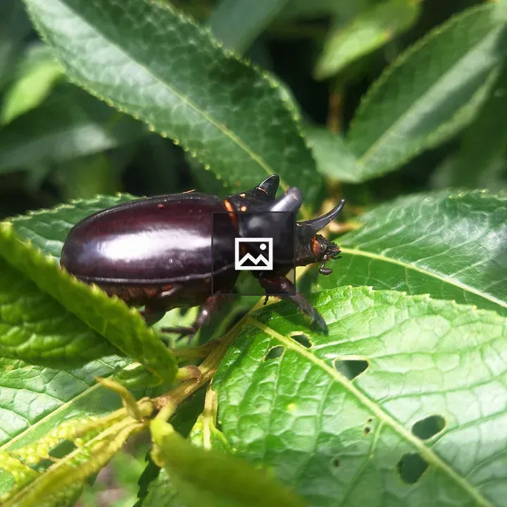 Shiny black beetle on leaves