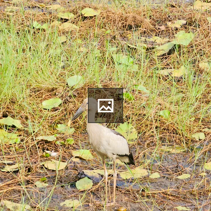 Lone Asian Openbill Stork