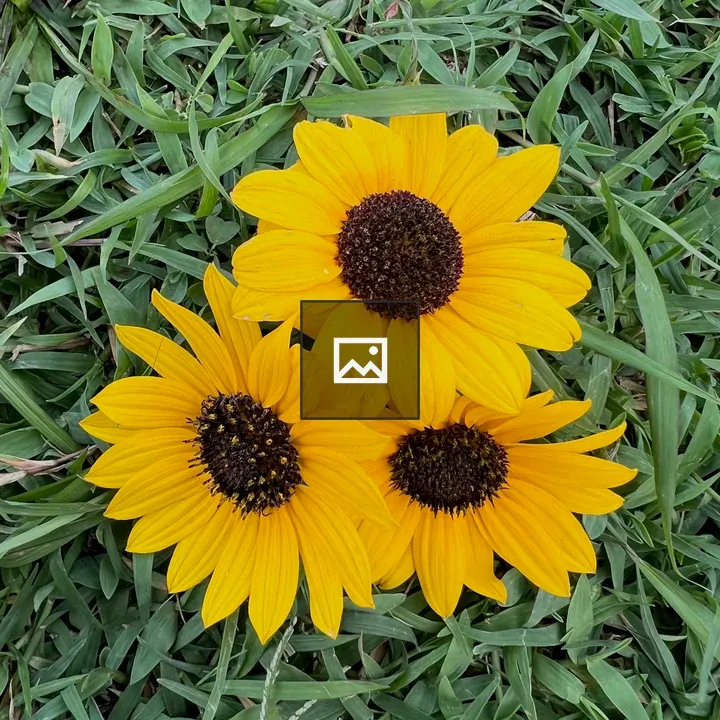 Flower with big yellow petals