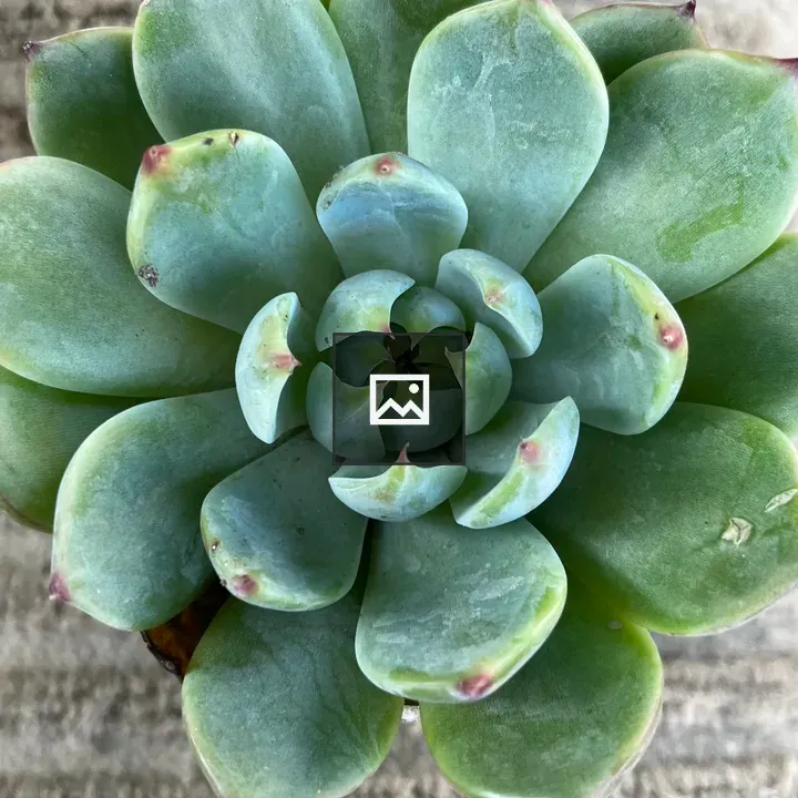 Echeveria Chihuahuaensis Plant
