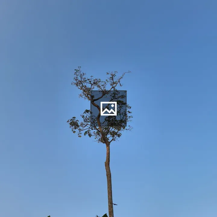 Tree Under Blue Skies