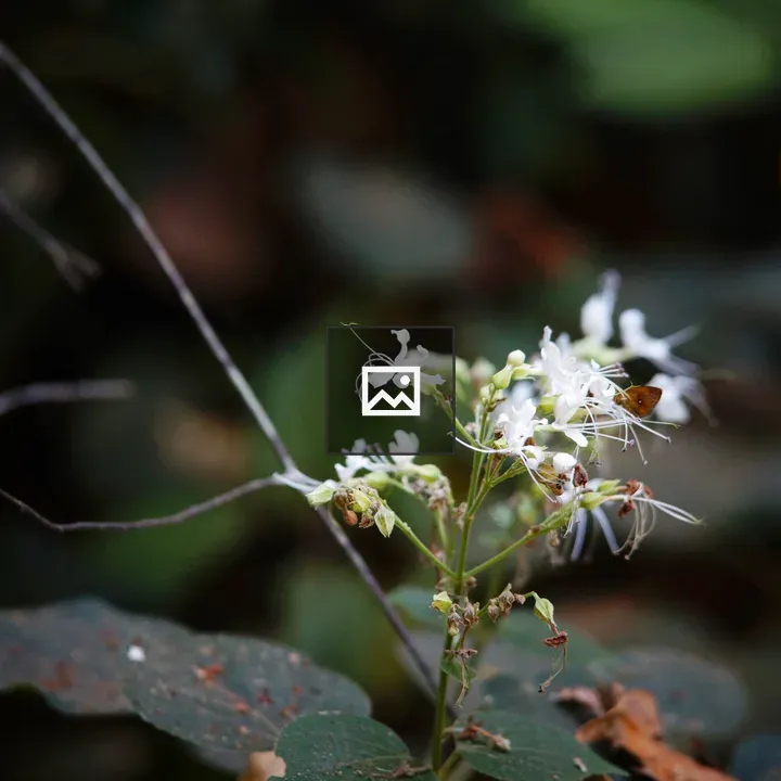 Thumba flower plant