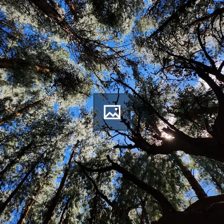 Tall trees in a bright blue sky