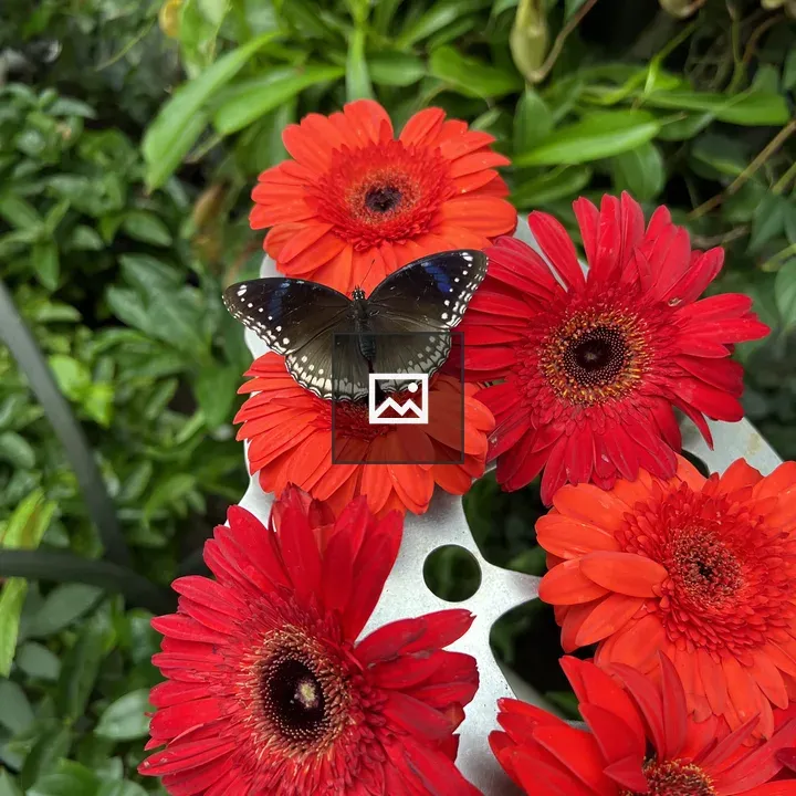 Butterfly Garden at Changi Airport