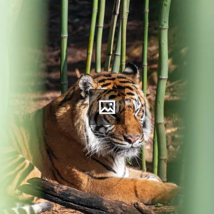 Tiger between bamboo stalks
