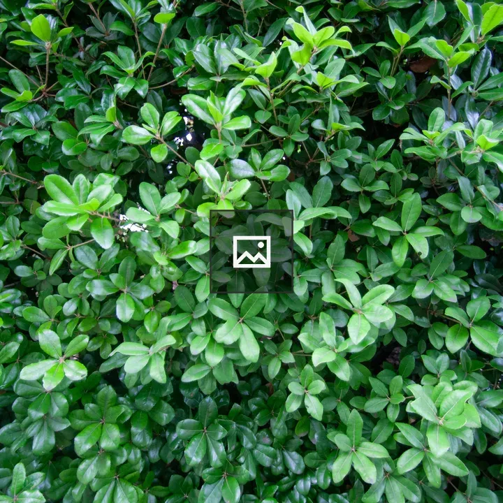 Green leaf cluster shows glossy and matte textures