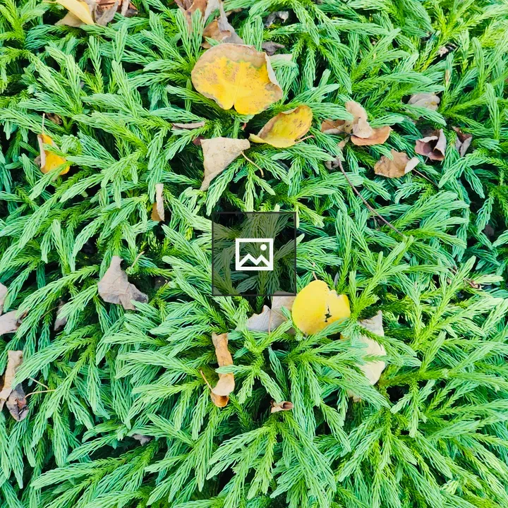 Juniper ground cover with leaves