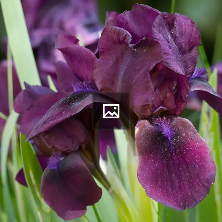 Violet Iris Flowers