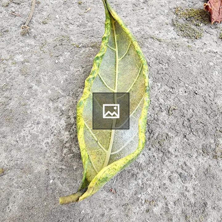 Dried green leaf in a boat shape
