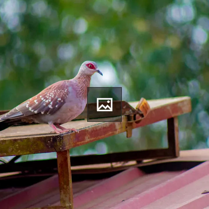 Dove on a solar panel
