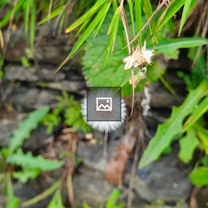 Dandelion Puff in Grass