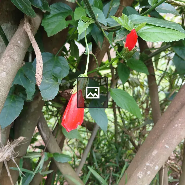 Red Flower Buds Close-Up