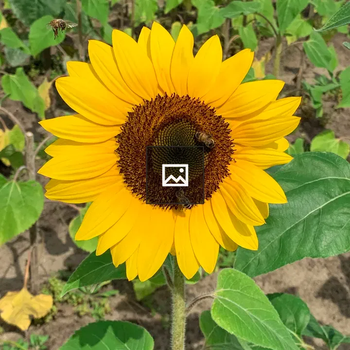 Sunflower with Bees