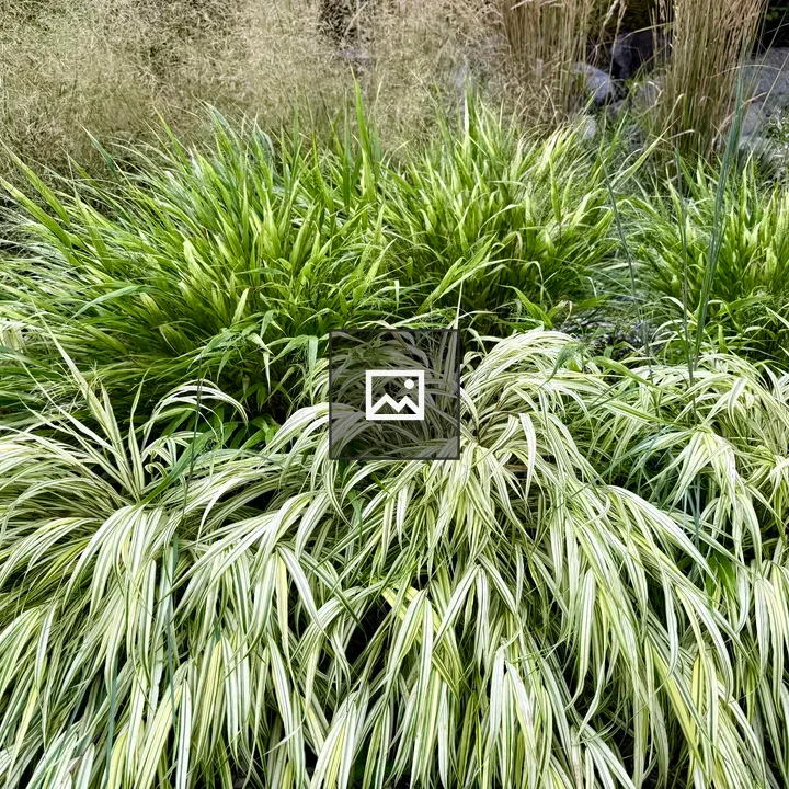 Lush ornamental grass
