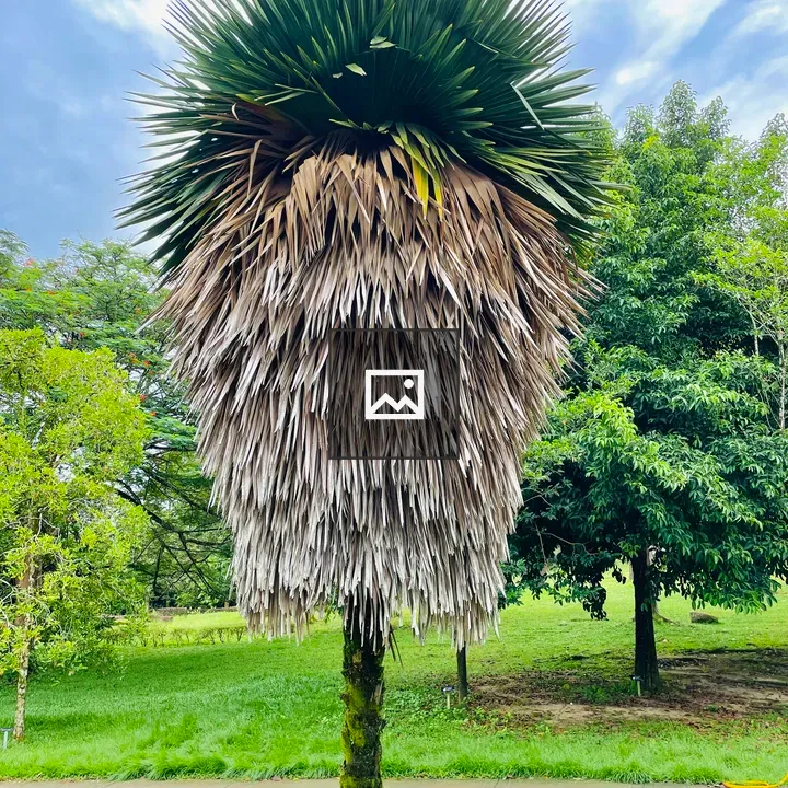 Trithrinax Plant in Garden