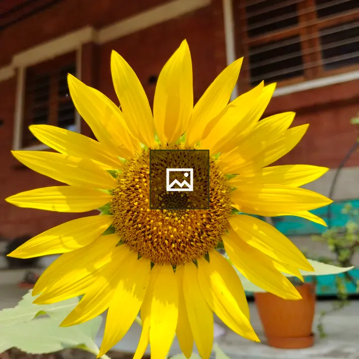 Sunflower close-up in bloom