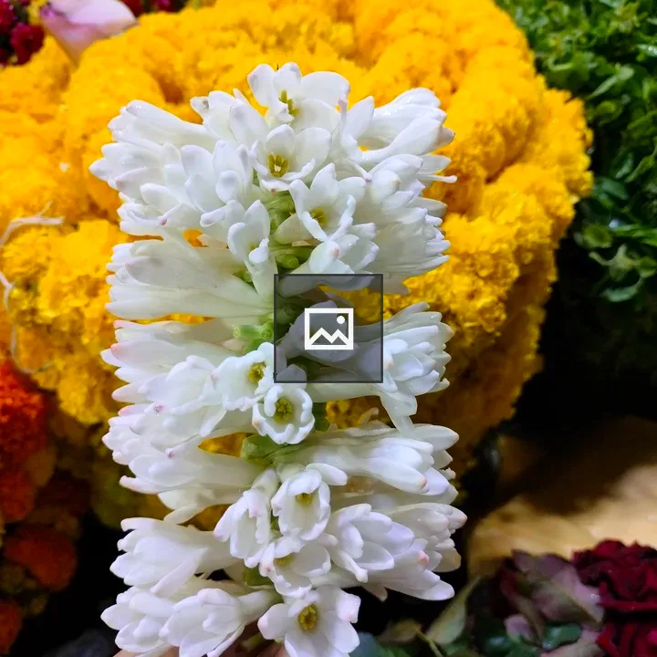 Hand holding white flower stem