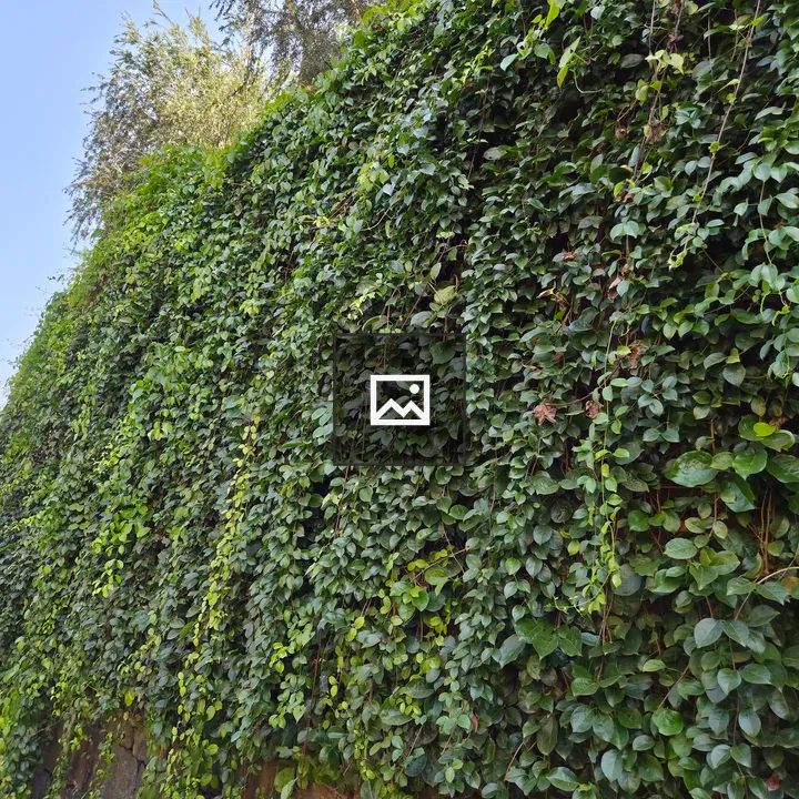 Green Wall with Climbing Plants