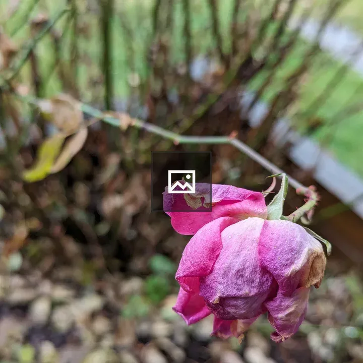 Dead rose flower hanging on plant