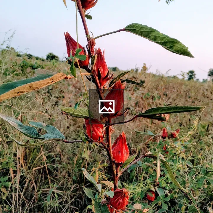 Hibiscus Sabdariffa Field