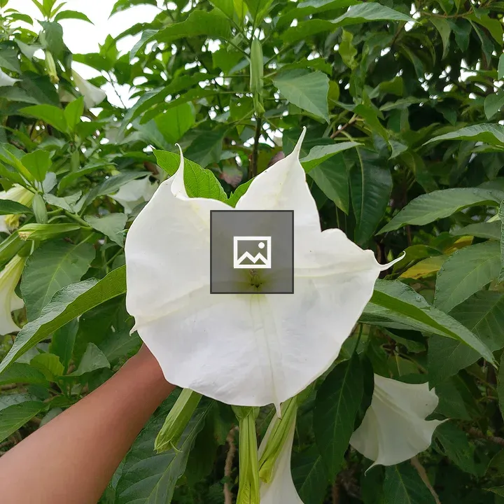 White Flower Held Against Leaves