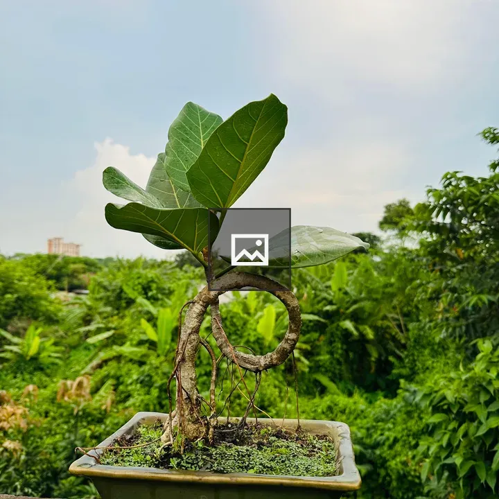 Bonsai Tree on Stone Surface
