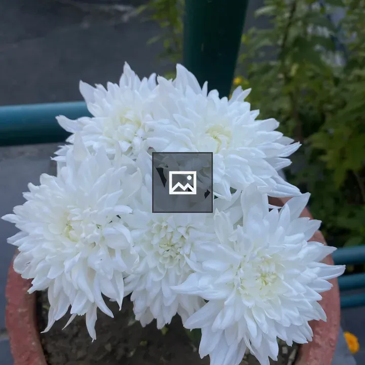 White Flowers in Terracotta Pot