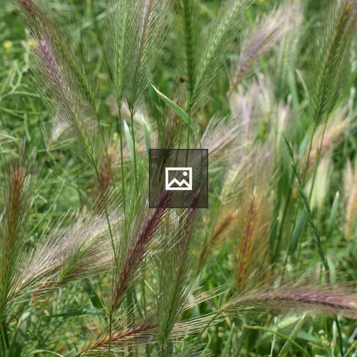 Purple green grass in the garden