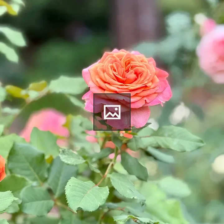 Orange rose in bloom