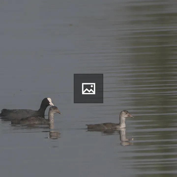 Water birds on calm water