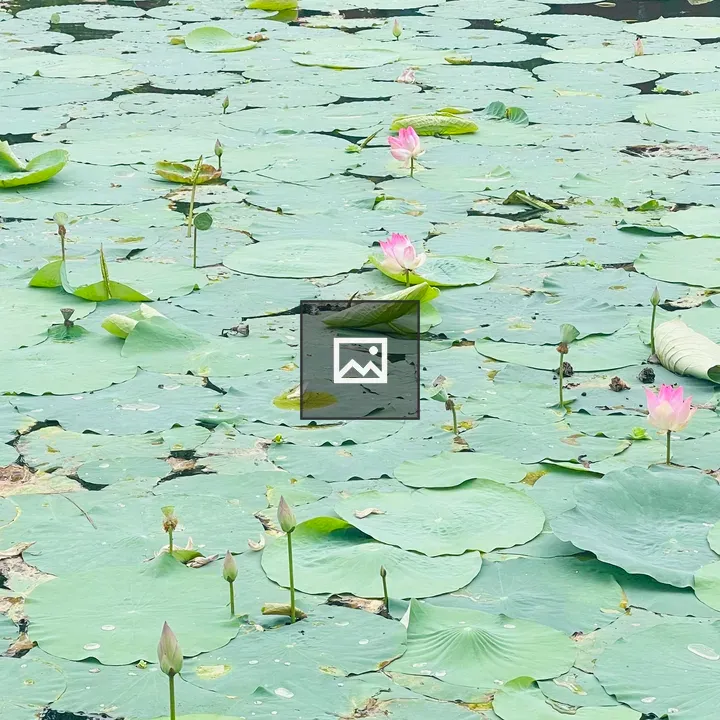 Pond with Padma Flowers