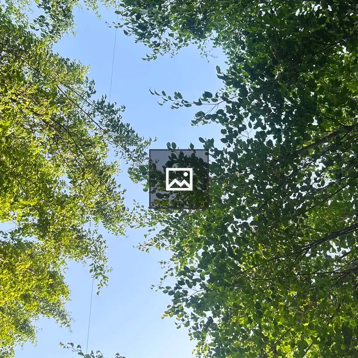 View Up Through Tree Foliage