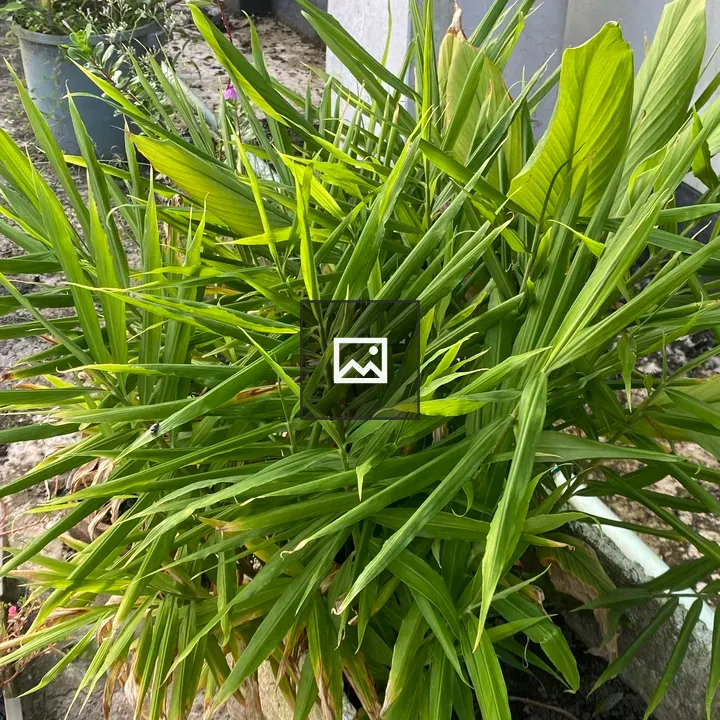 Ginger Plant in Garden Pot