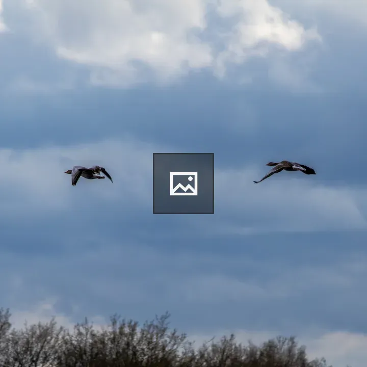 Two greylag geese in flight