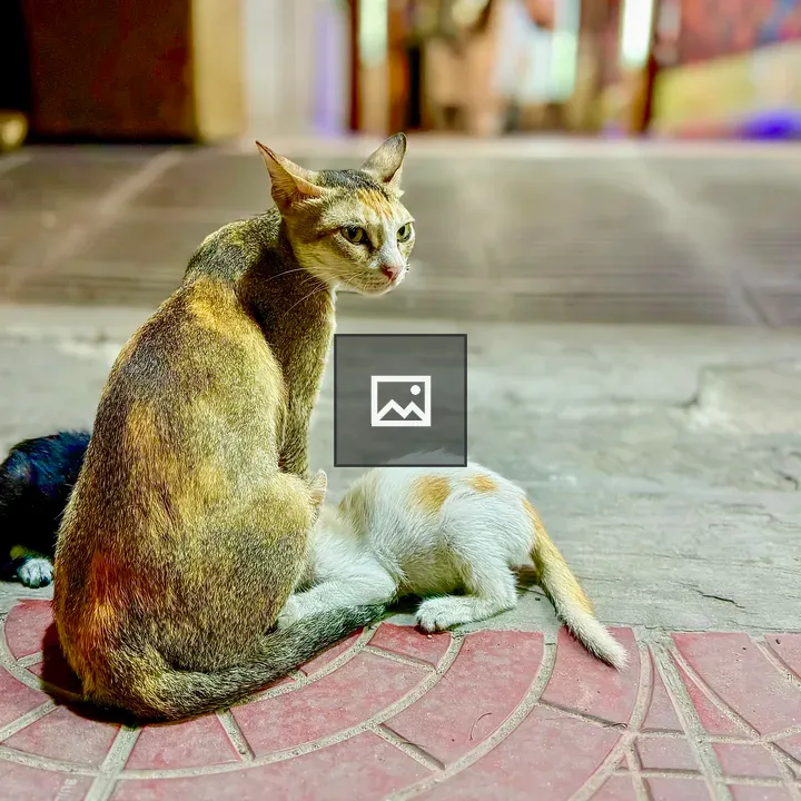 Mother cat with nursing kitten