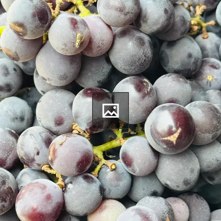 Close-up of purple grapes