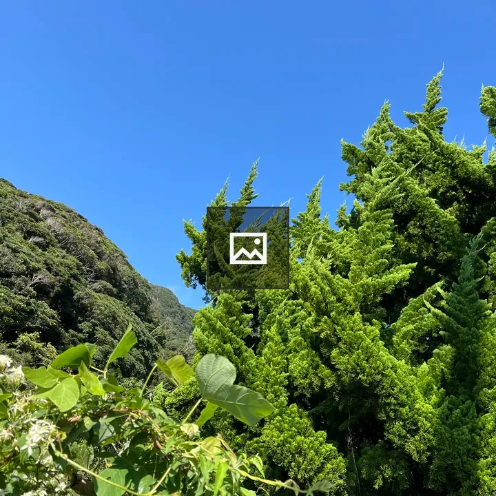 Juniper Coniferous Trees and Shrubs