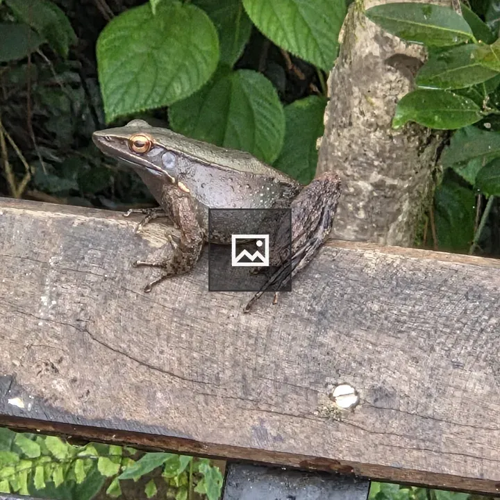 Frog on Tree Branch