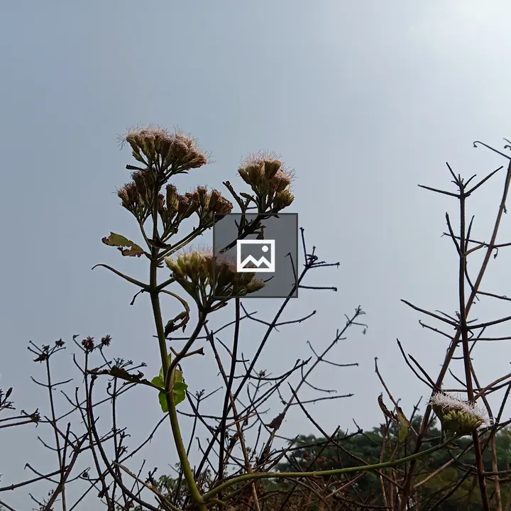 Small white flowers under the sky