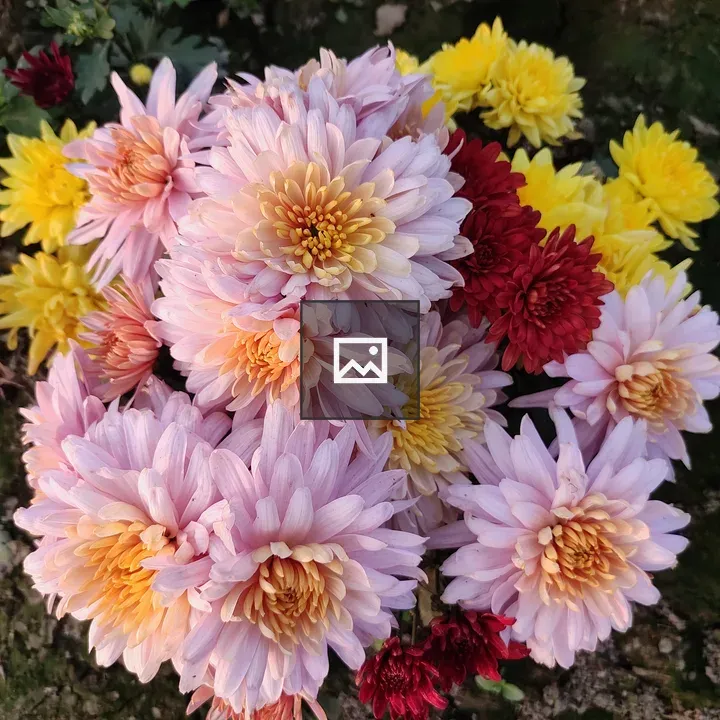 Chrysanthemum Multicolor Flower