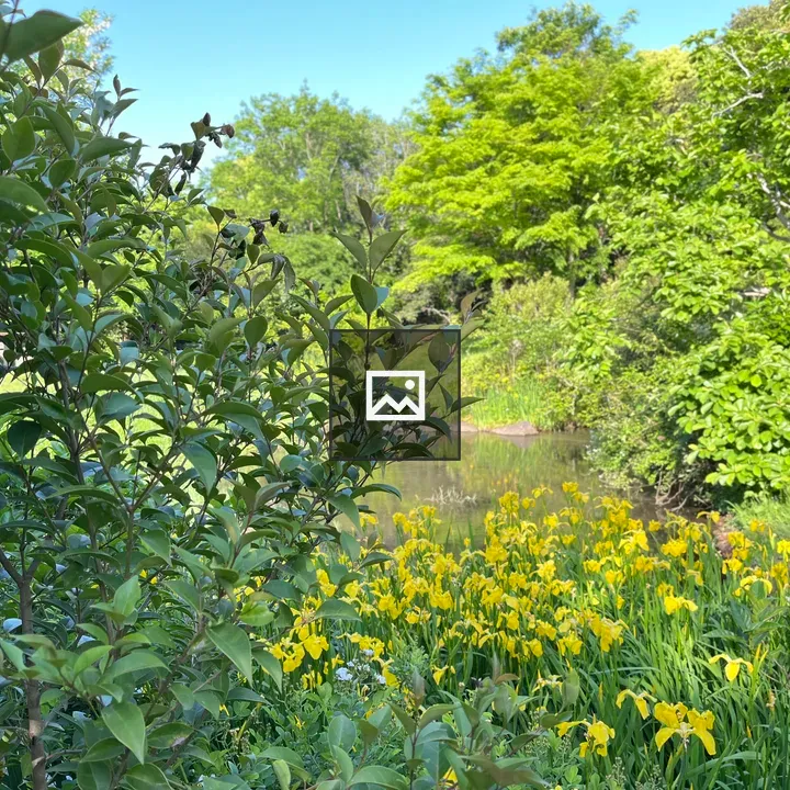 Garden with Green Foliage and Yellow Flowers