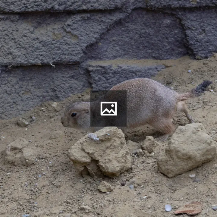 Prairie dog on dirt ground