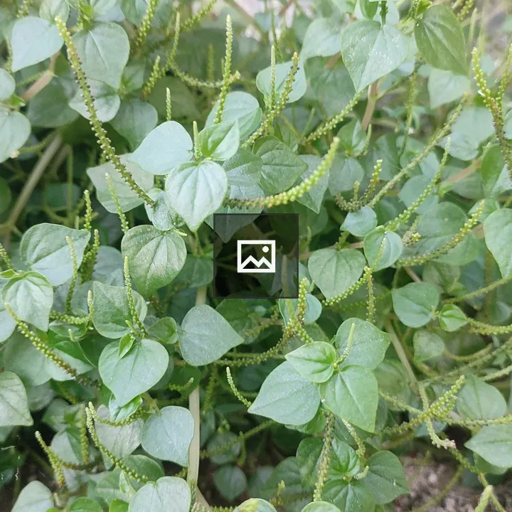 Green creeping herb plant