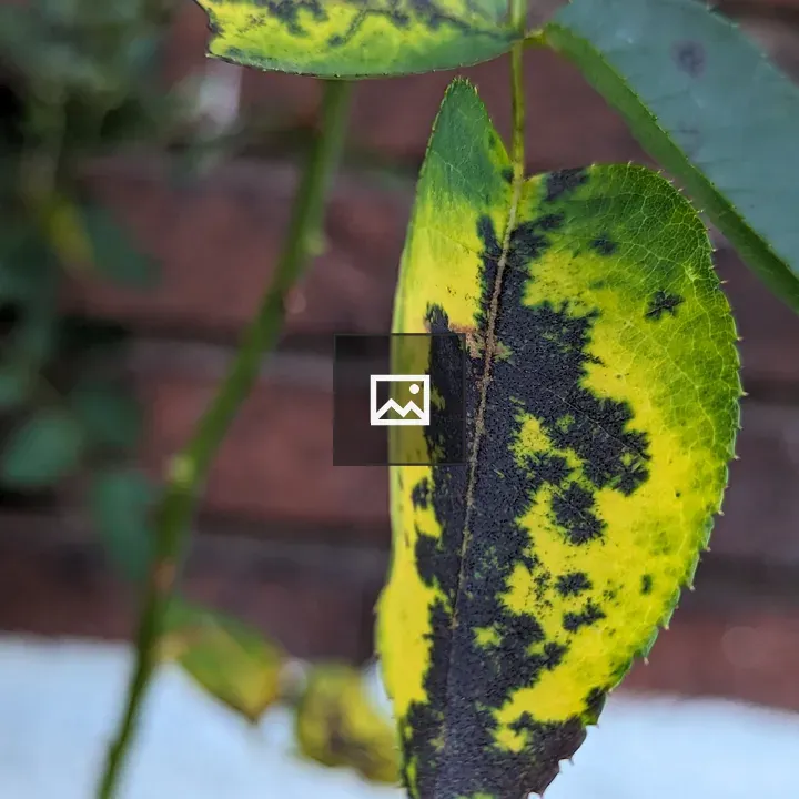 Green leaf turning color