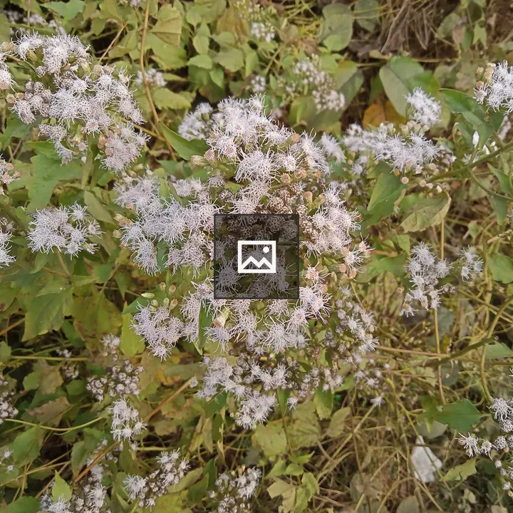 Bunch of small white flowers