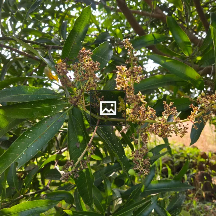 Close-up Mango Tree Branch